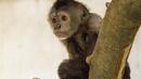 Зимно удоволствие за маймуните в зоопарк в Япония