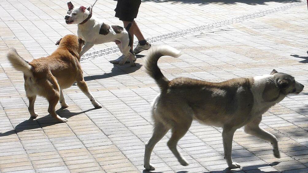 Наблюдава се понижаване на броя на уличните кучета от 2013