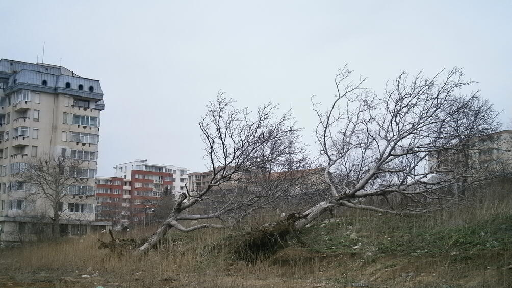 Днес ще духа до умерен в Дунавската равнина временно силен