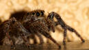 Австралиец се затвори с паяци за три седмици
