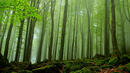 Вековните букови гори в „Централен Балкан“ стават част от обект на ЮНЕСКО