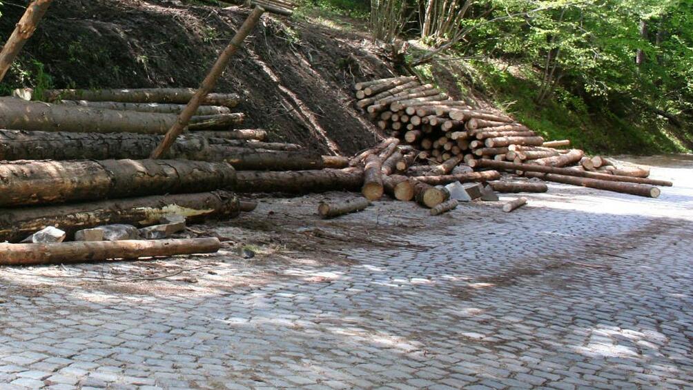 Протест на дърводобивните и дървопрерабоващите фирми започна в 10 ч