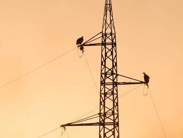 Обезопасиха опасни за птиците кабели в Кресненското дефиле