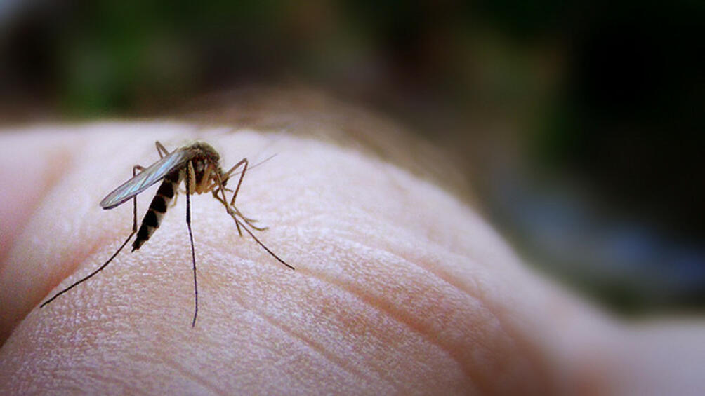 През тази седмица започна обработката срещу ларви на комари по