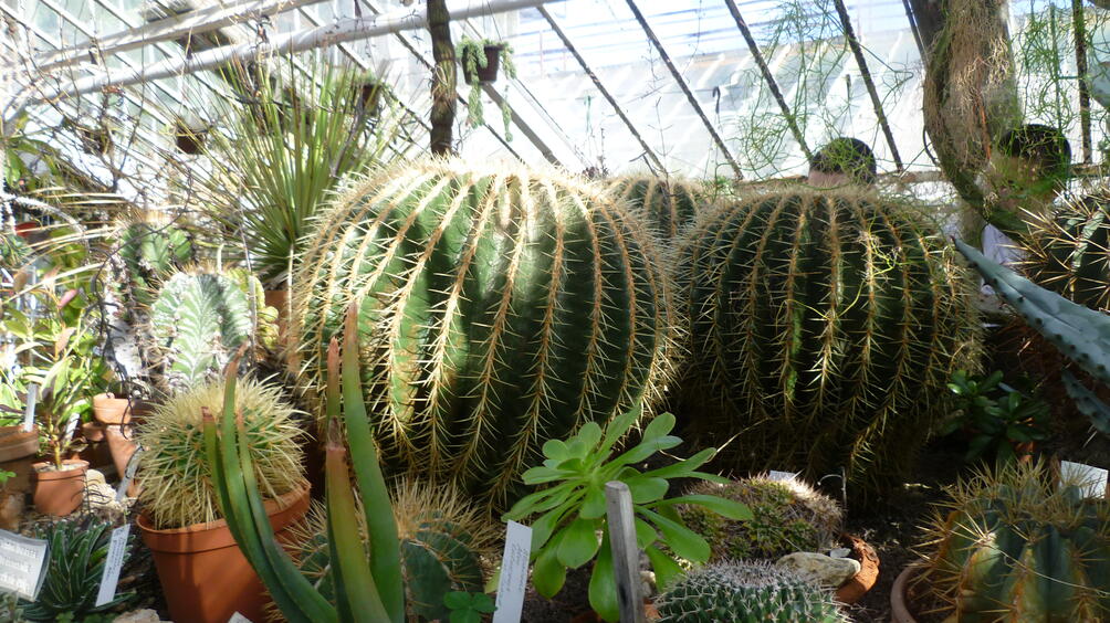 Колонията от диворастящи кактуси в Кресненското дефиле се разраства Нехарактерните