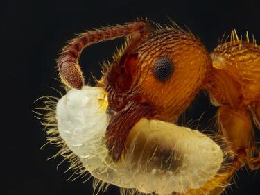 Няма да повярвате какъв вид насекомо откриха биолозите
