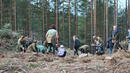 Служители на Агенцията по горите и доброволци залесяваха на Витоша