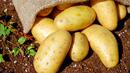 Вносни картофи изправят пред флит българските производители