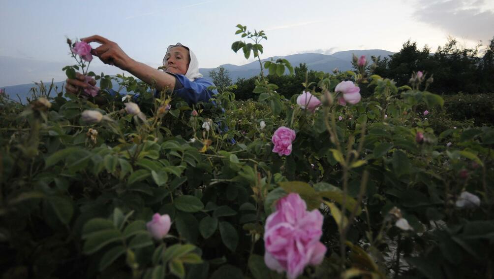 В Казанлъшкия регион започна кампанията по прибирането на розов цвят