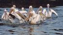 В резерват "Сребърна" вече гнездят и розови пеликани
