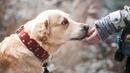 108 дворни кучета са кастрирани до момента в кампанията в София
