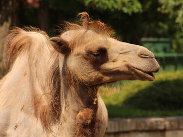 Нова камила в Столичния зоопарк