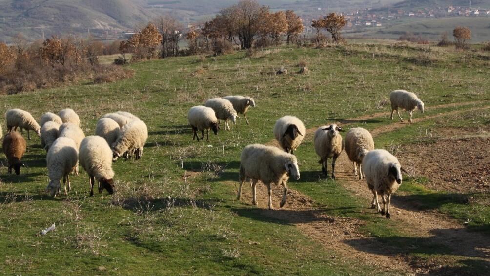 Животновъди блокираха разклона от ямболския град Болярово за селата Шарково,