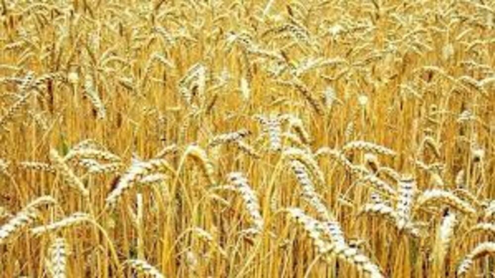 Почти половината от площите с пшеница във великотърновско са пострадали