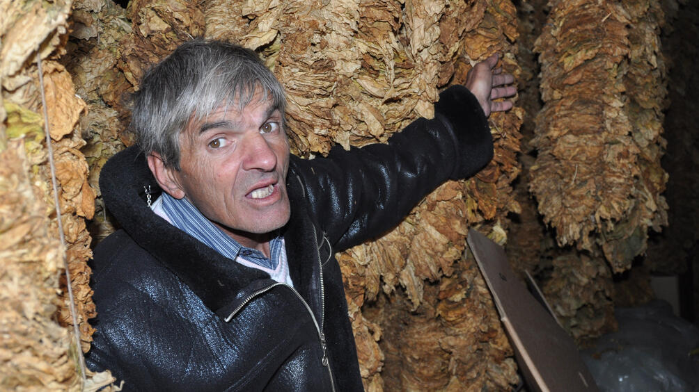 Производители на тютюн от Долно Осеново се надяват, че след