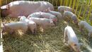 Африканска чума по свинете на 120 км от Силистра

