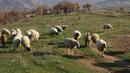 Втори опит за вземане на проби от стадата в Болярово
