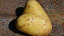 Фермер от Казанлъшко извади гигантски картоф