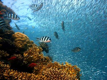 Наши учени ще помагат за запазване на биоразнообразието в моретата
