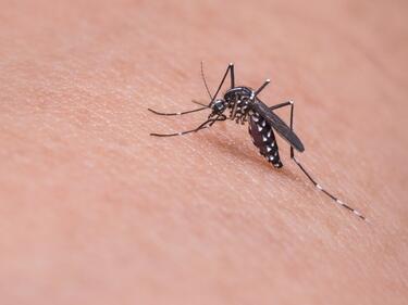 Комарите "поглъщат" микропластмаса