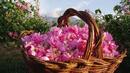 Продукти от цвят на маслодайна роза ще се произвеждат по национални стандарти
