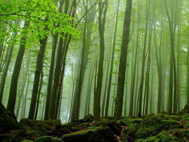 Европейските гори няма да забавят затоплянето на климата