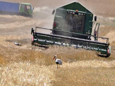 В Ловешко средният добив от декар пшеница засега е 400 кг