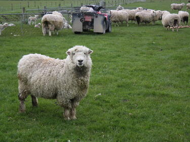 Нова Зеландия отговаря на Испания с надбягване с овце