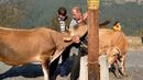 Изплащат субсидиите по de minimis на над 13 000 животновъди