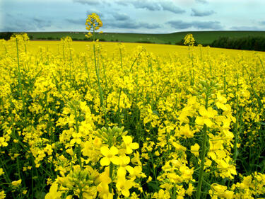 Биогоривата в ЕС с критерии за устойчиво производство