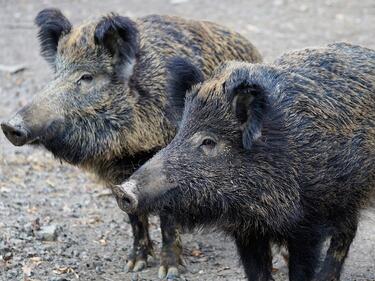 Ловци ще отстрелват диви свине като превенция срещу африканската чума в Плевенско
