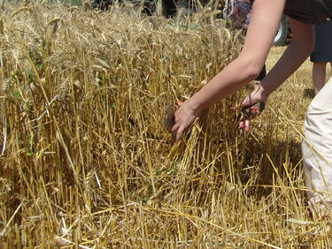 Добра реколта от ечемик и пшеница в Ямболска област
