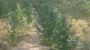 Откриха 180 кг марихуана край Петрич
