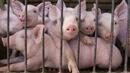 Разградско също в бедствено положение заради африканската чума по свинете
