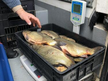 БАБХ насочи за унищожаване 217 кг риба без документи, установена при проверките за Никулден
