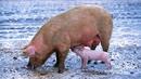 Частично бедствено положение в община Вълчи дол заради чумата по свинете
