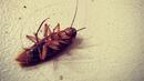 Бленувате мъст към бивше гадже: Кръстете хлебарка на негово име