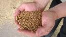 418 кг от декар е средният добив на пшеница във Врачанско 