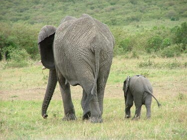 Слоновете никога не забравят "приятелите" си