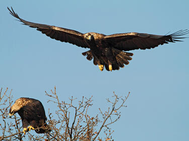 Подкрепете проект на EVN за опазването на царския орел в България!