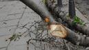 Бурният вятър в София събори огради и клони