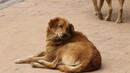 Прокурорска проверка заради агресивни бездомни кучета в София