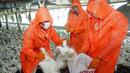 Ликвидират 40 хиляди кокошки заради огнище на птичи грип в село Трилистник