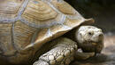 Най-старото животно на Земята е костенурка на 178 години
