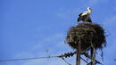Обезопасяват гнезда на щъркели в Шуменска и Търговищка области