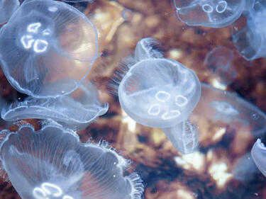 „Нашествие“ от токсични медузи около Цикладските острови в Егейско море
