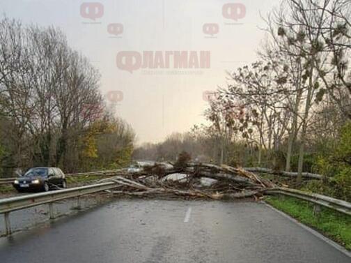 Силният вятър събори старо дърво на пътя Бургас-Созопол. Старият дънер