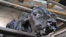 Незаконно депо за търговия с едри животни откриха в Ловеч