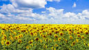 Русия въвежда забрана за износ на слънчоглед и рапица