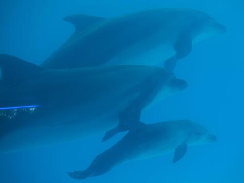На юг от Созопол има невероятно нашествие от делфини Заради